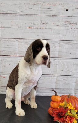 Dog Grooming job with Halloween Shoot