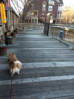 Backside of Mamie Davis Park.  No dogs allowed inside the park.