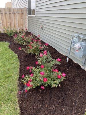 New knock out roses installed