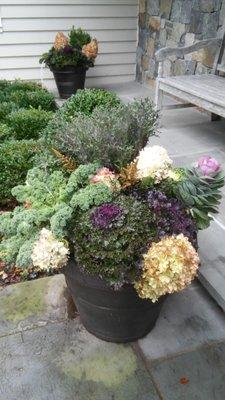 Fall ornamental kale and cabbage. Sands Point, NY