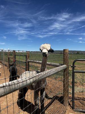 The Alpacas