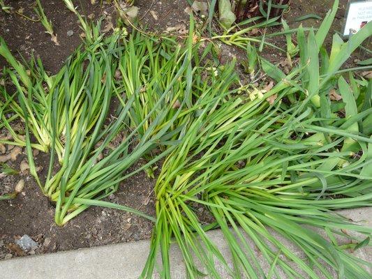 Gardens destroyed by left blower.