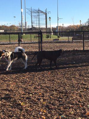 Then we went to the dog park.