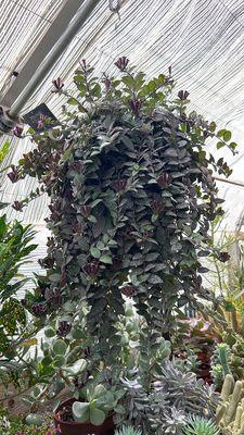 Aeschynanthus blooming