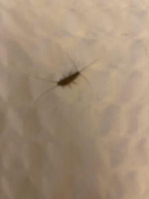 The bug in my bed