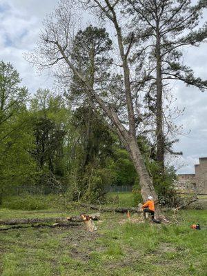 Felling a big pecan stick.