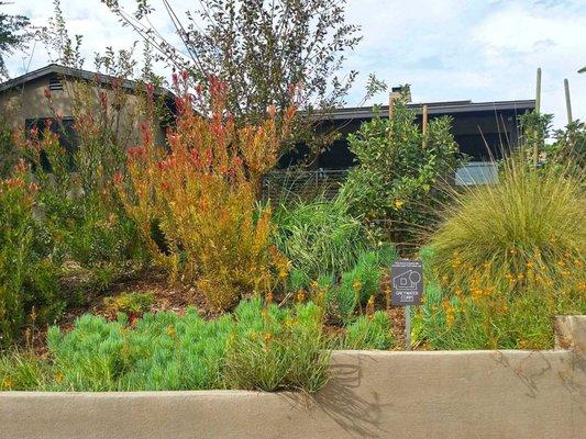 Landscape irrigated with branched drain greywater system.