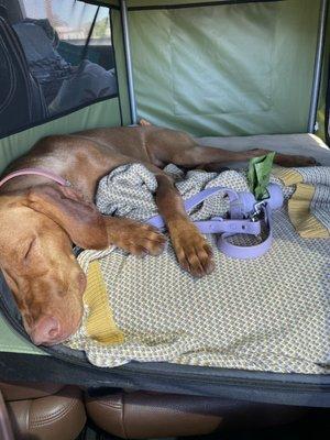 Sleepy gal in the car after a weekend at Scott's!