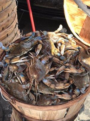 Great looking crabs! Bring coolers and plenty of ice!