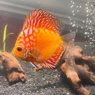 Red dragon discus