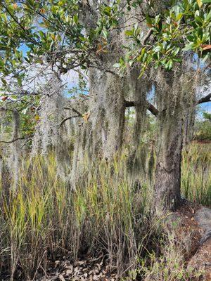 Spanish moss