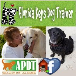 Florida Keys Dog Trainer