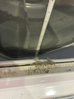 grass and dirt in dryer vent; happens frequently (people must dry filthy clothes)