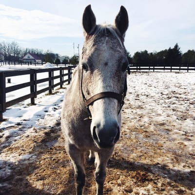 Our sweet lesson horse Blue