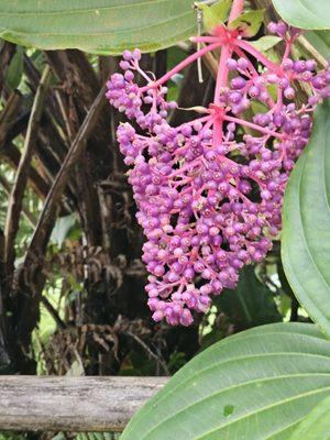 Mountain Thunder, Kona Coffee tour