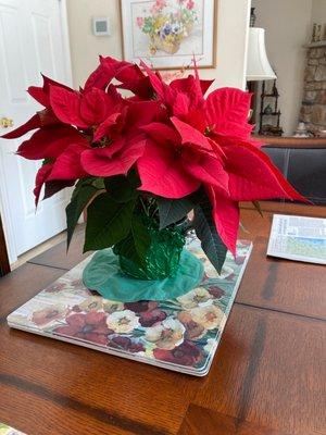 This is a plant we purchased in November. It is now March 14 . Do not buy a poinsettia from anyone else Always perfect