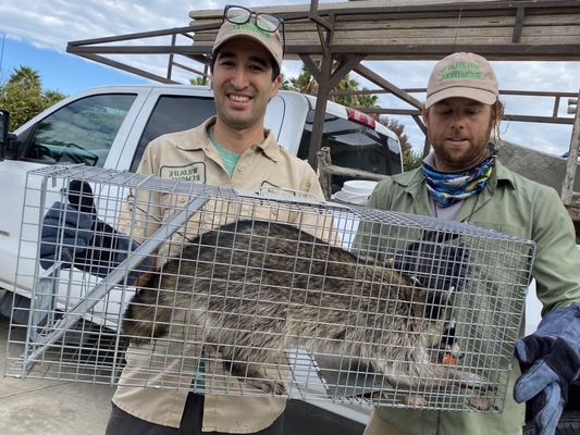 Humane Raccoon Removal Virginia Beach