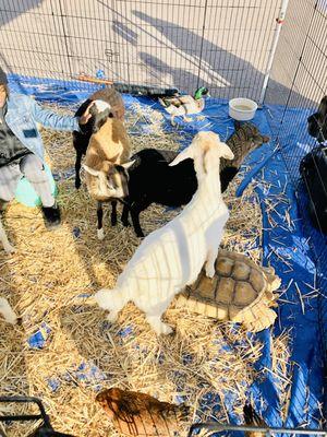 Never saw a goat standing on a turtle before. Petting zoo at Pinnacle Peak Farmers Market. No (produce) today.