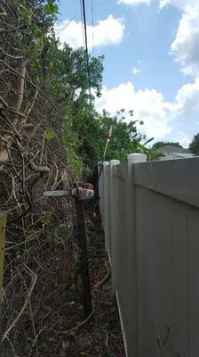 Clearing brazilian pepper trees that are overhanging the vinyl fence