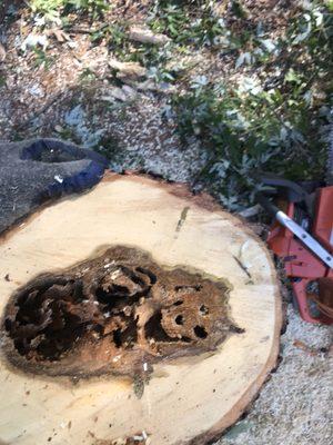 This is what the stump of a bad tree looked like after we took it down looked healthy on the outside but it was rotting on the inside