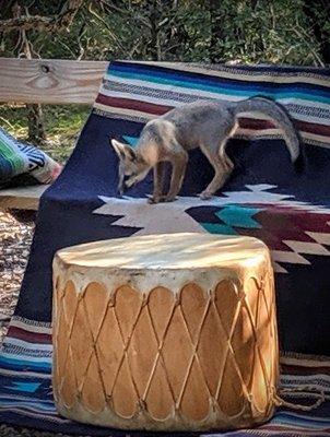 Roxy, the Fox checking out/making sure all was as it should be to ensure a great Pow-Wow Ceremony!