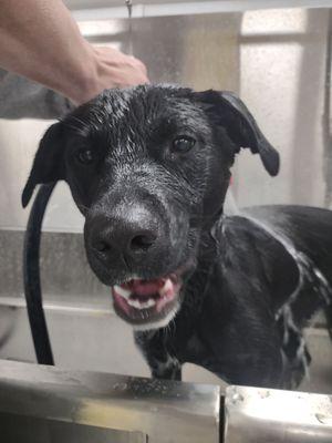 Our puppy getting a self-wash bath