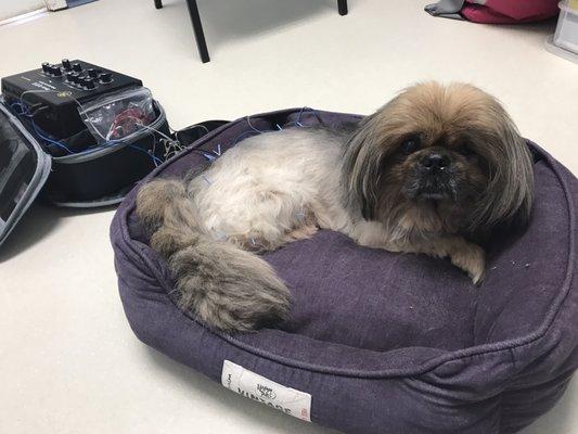 How cute & comfy is Peanut during his acupuncture therapy?