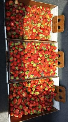 Strawberry Season