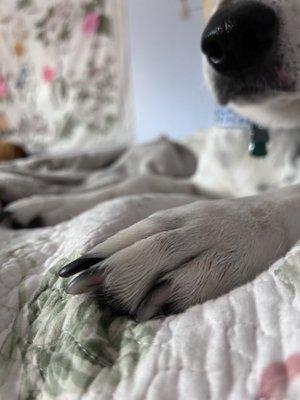 My dog's unclipped nails.