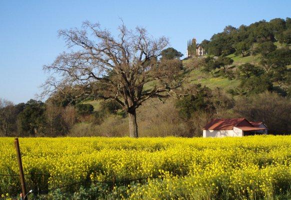 Napa Valley in the early spring after a good rain the mustard pops us and says "hello."