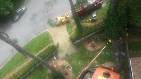 Removing large pine tree