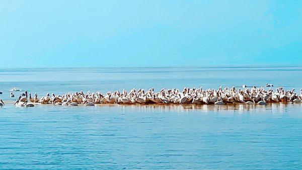 White pelicans