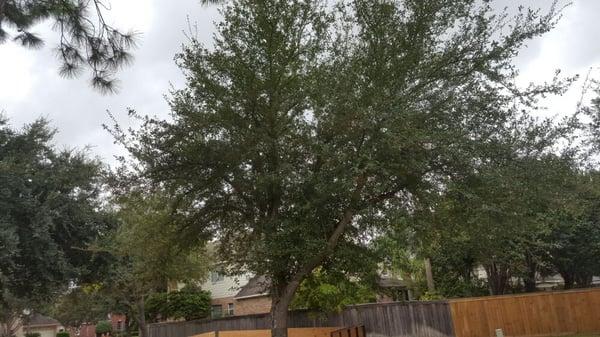 Small oak tree before trimming.