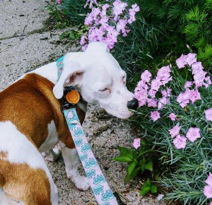 smelling flowers