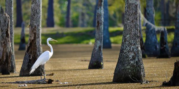 Sam Houston Jones State Park in Lake Charles, image available for stock use and/or fine art prints and canvases