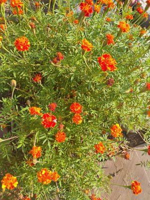 Potted flowers