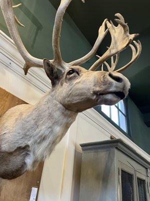 This is "Clyde the Caribou" - You can visit Clyde at FIG Chagrin in Chagrin Falls, Ohio