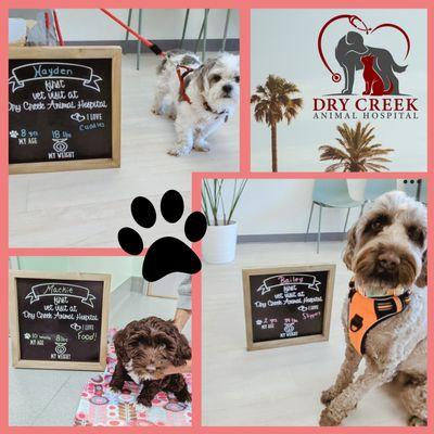 Dry Creek Animal Hospital