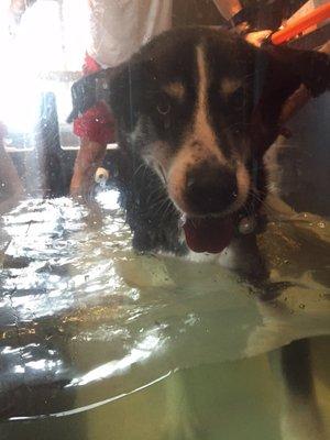 Even this water-phobic husky loved the treadmill!