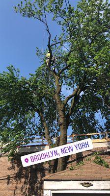 Tree removal in Brooklyn, NY