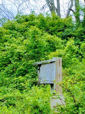 Bird poking out of a birdhouse