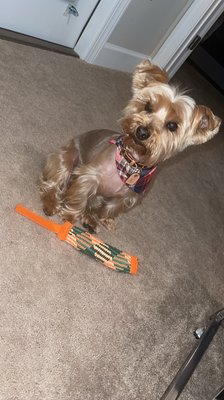 My dogs haircut and scarf