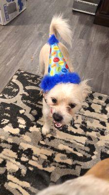 Charlie's birthday hat, thanks to Three Dogs Bakery