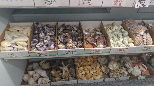 Assorted shells for sell.