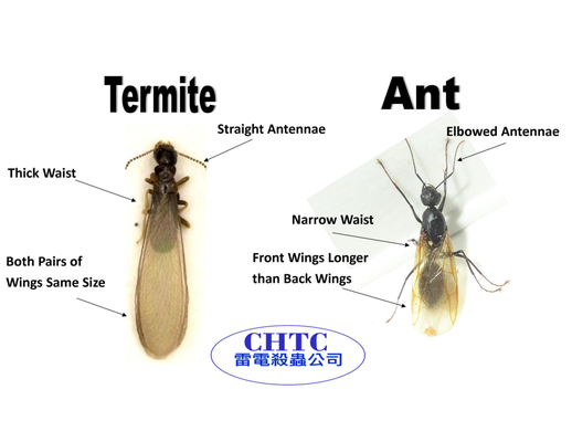 TERMITE VS ANT