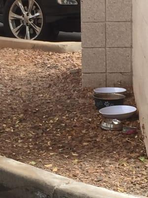 Welcome to the feral feeding cafeteria and the Arizona Heart Hospital