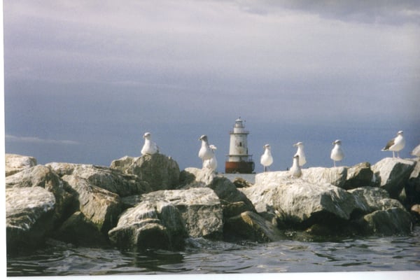 Chatham Rocks are loved by the seagulls