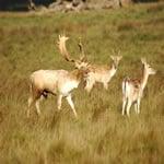 Triple S Wildlife Ranch