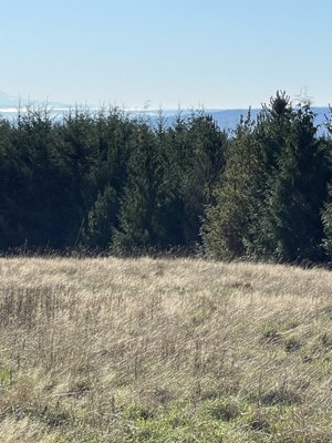 View from the top Of the meadow.   Overlooking Rainier amd the water down below.