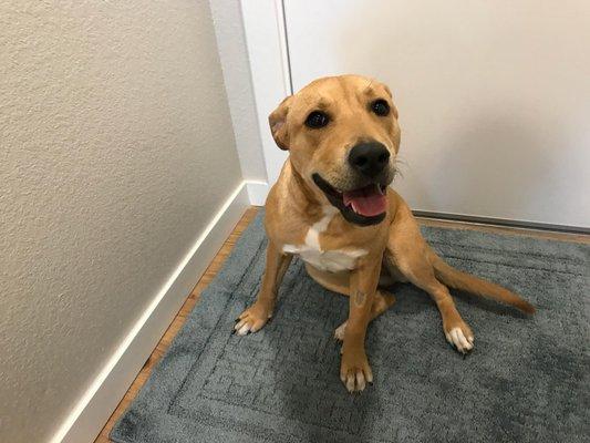 Bailey is such a cutie waiting patiently to go outside